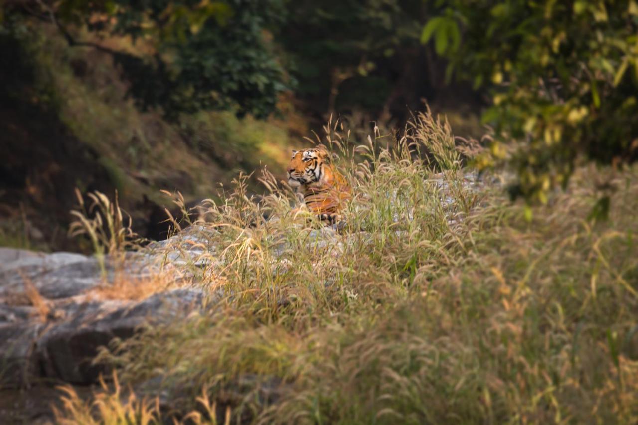 Pench Jungle Camp Hotel Khawasa Ngoại thất bức ảnh